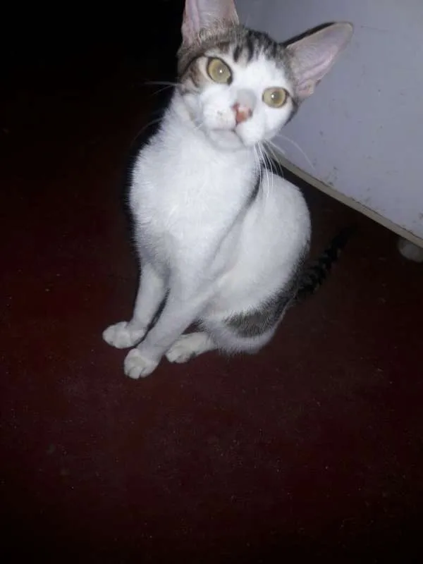 Gato ra a SRD idade 2 a 6 meses nome Aurora Iolanda Madal