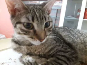 Gato raça SRD idade 2 a 6 meses nome Aurora Iolanda Madal