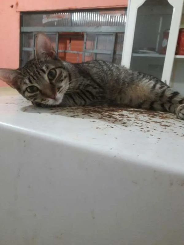 Gato ra a SRD idade 2 a 6 meses nome Aurora Iolanda Madal