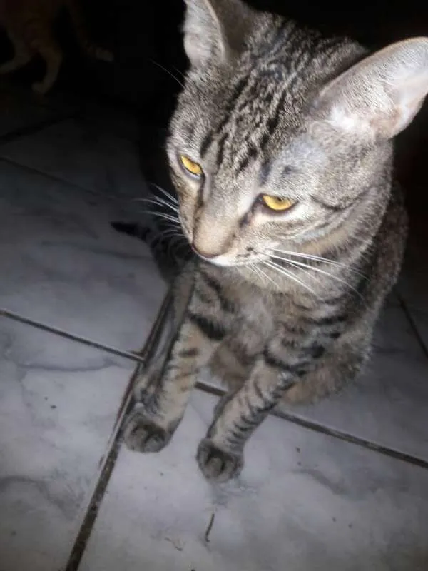 Gato ra a SRD idade 2 a 6 meses nome Aurora Iolanda Madal