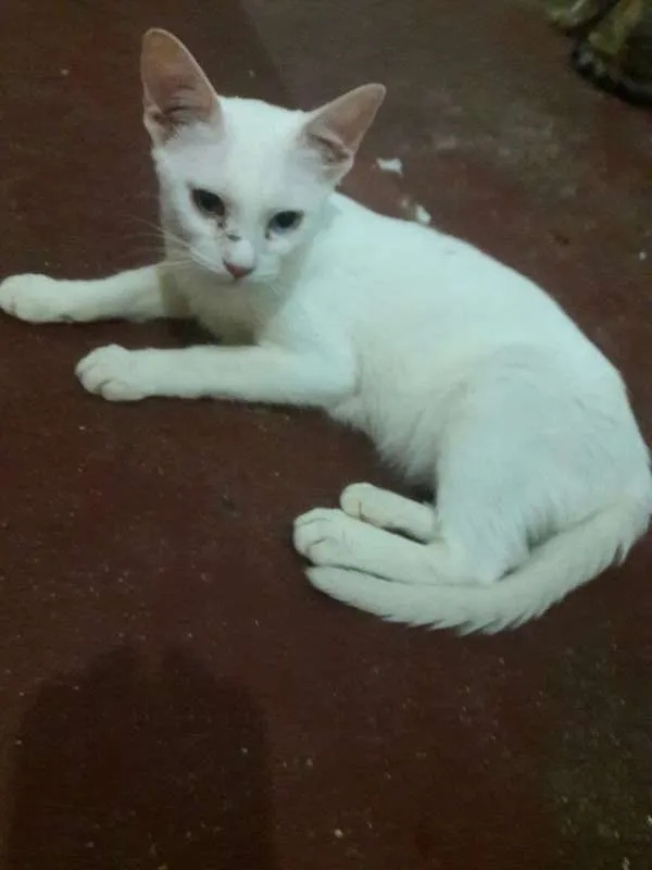 Gato ra a SRD idade 2 a 6 meses nome Aurora Iolanda Madal