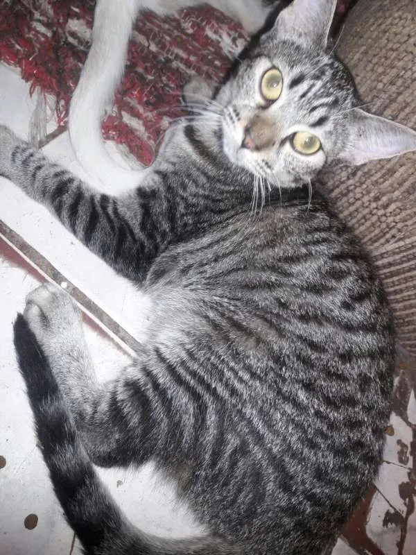 Gato ra a SRD idade 2 a 6 meses nome Aurora Iolanda Madal