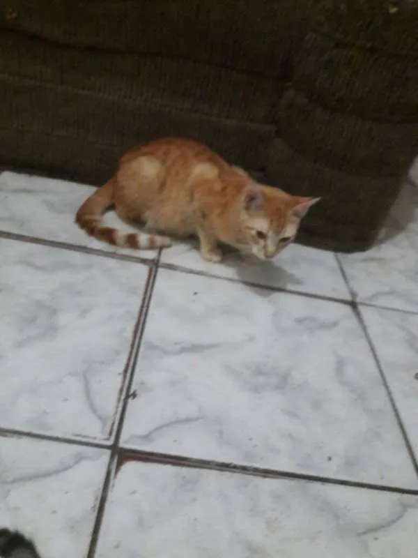 Gato ra a SRD idade 2 a 6 meses nome Aurora Iolanda Madal