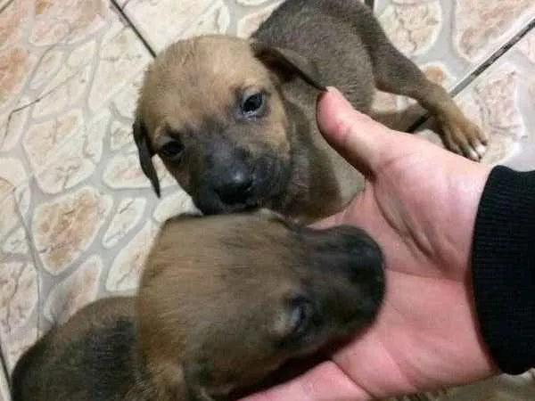 Cachorro ra a vira lata idade 2 a 6 meses nome sem nome