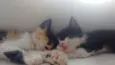 Pequeninos