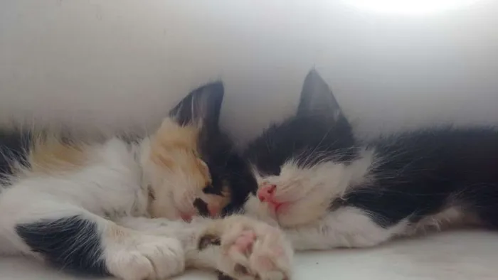 Gato ra a  idade Abaixo de 2 meses nome Pequeninos