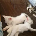 Pequeninos