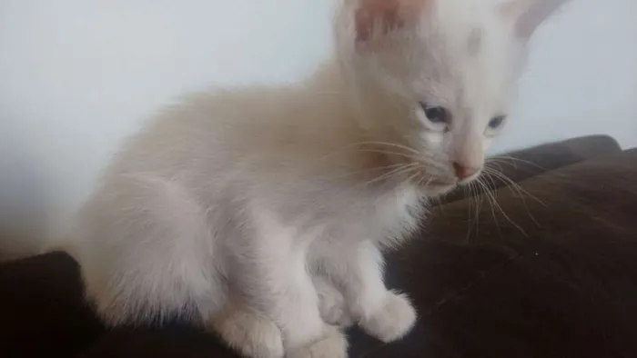 Gato ra a  idade Abaixo de 2 meses nome Pequeninos