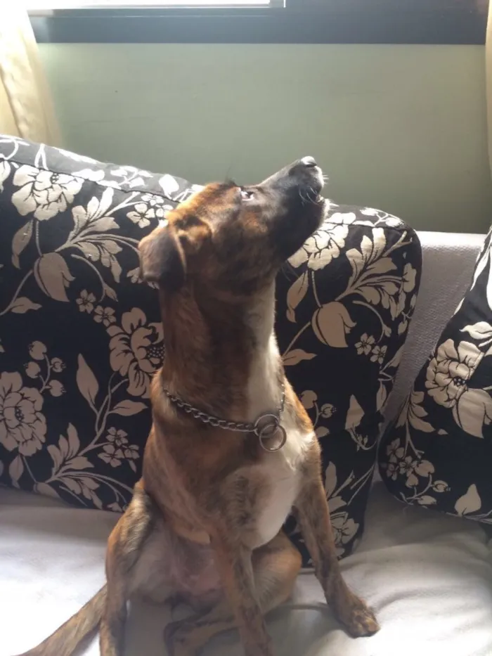 Cachorro raça Sem raça definida  idade 7 a 11 meses nome Jane