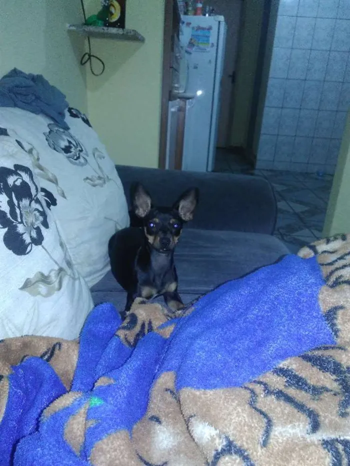 Cachorro ra a Pinscher idade 7 a 11 meses nome Neguinha e tchutchuc
