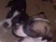 Filhotes