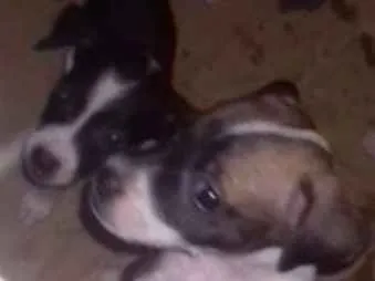 Cachorro ra a Raça indefinida idade Abaixo de 2 meses nome Filhotes