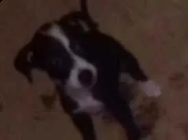 Cachorro ra a Raça indefinida idade Abaixo de 2 meses nome Filhotes