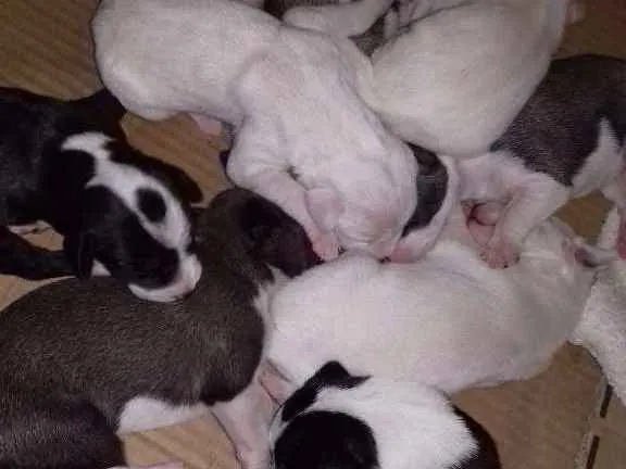 Cachorro ra a Raça indefinida idade Abaixo de 2 meses nome Filhotes