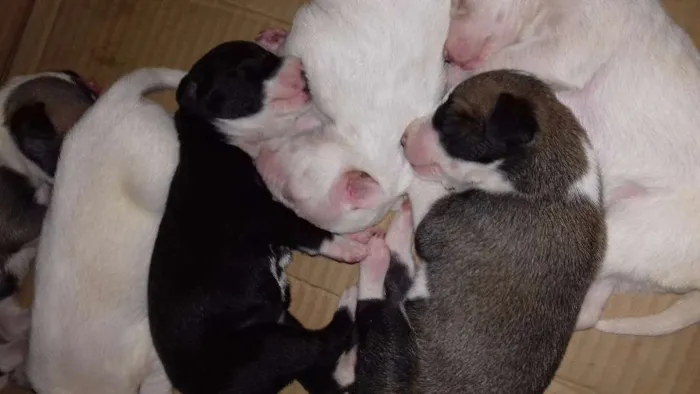 Cachorro ra a Raça indefinida idade Abaixo de 2 meses nome Filhotes