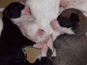 Cachorro raça Raça indefinida idade Abaixo de 2 meses nome Filhotes