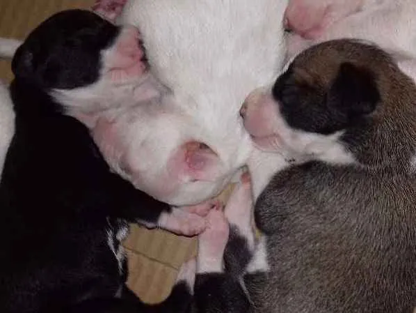 Cachorro ra a Raça indefinida idade Abaixo de 2 meses nome Filhotes