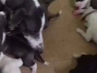 Cachorro ra a Raça indefinida idade Abaixo de 2 meses nome Filhotes