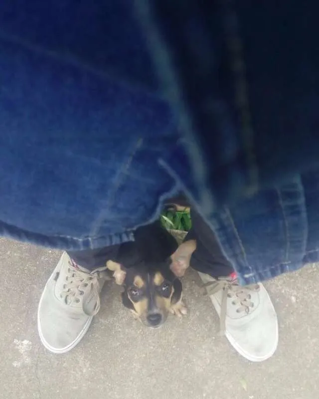 Cachorro ra a Vira-Lata idade Abaixo de 2 meses nome Pêta