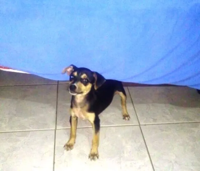 Cachorro ra a Vira-Lata idade Abaixo de 2 meses nome Pêta