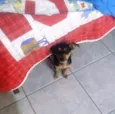 Pêta