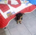 Pêta