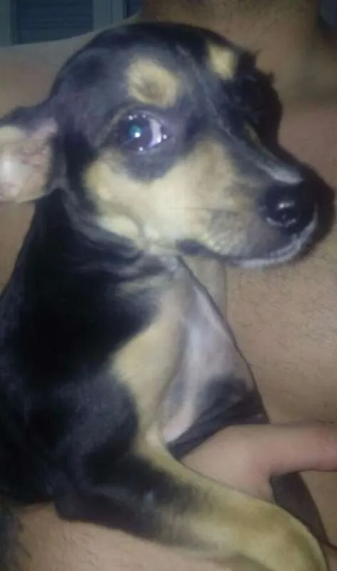 Cachorro ra a Vira-Lata idade Abaixo de 2 meses nome Pêta