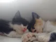 Pequeninos