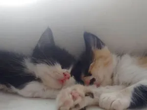 Gato raça  idade Abaixo de 2 meses nome Pequeninos