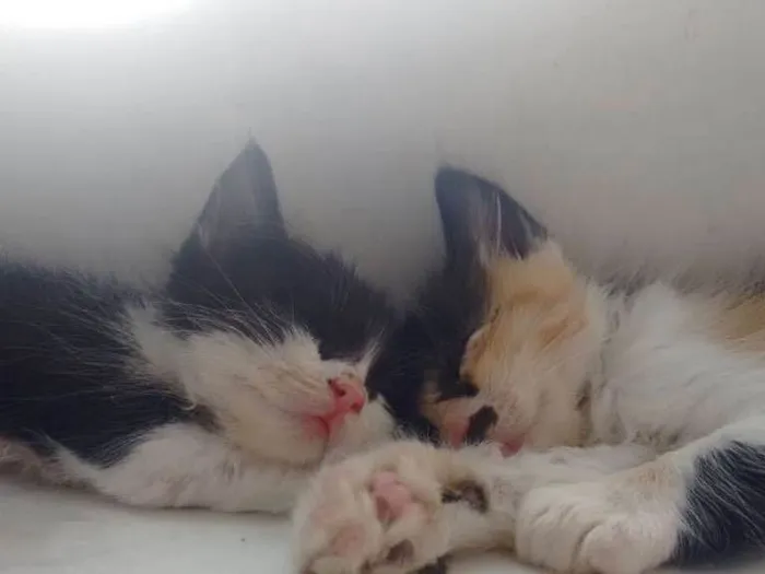 Gato ra a  idade Abaixo de 2 meses nome Pequeninos