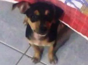Cachorro ra a Vira-Lata idade Abaixo de 2 meses nome Pêta