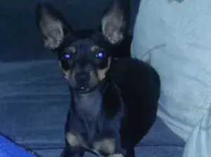 Cachorro raça Pinscher idade 7 a 11 meses nome Neguinha e tchutchuc