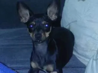Cachorro ra a Pinscher idade 7 a 11 meses nome Neguinha e tchutchuc