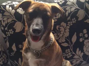 Cachorro raça Sem raça definida  idade 7 a 11 meses nome Jane