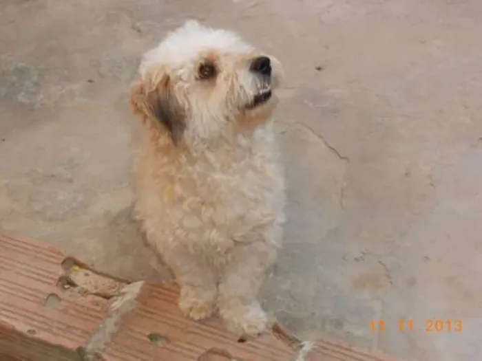 Cachorro raça mistura de poodle idade 4 anos nome Lesse