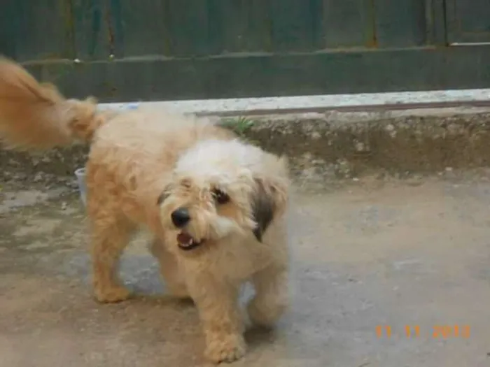 Cachorro raça mistura de poodle idade 4 anos nome Lesse