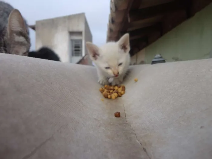 Gato ra a SRD idade Abaixo de 2 meses nome Sem nome