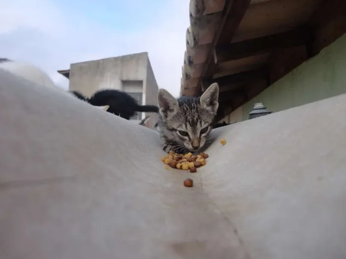 Gato ra a SRD idade Abaixo de 2 meses nome Sem nome