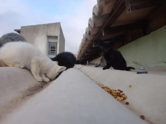 Gato ra a SRD idade Abaixo de 2 meses nome Sem nome