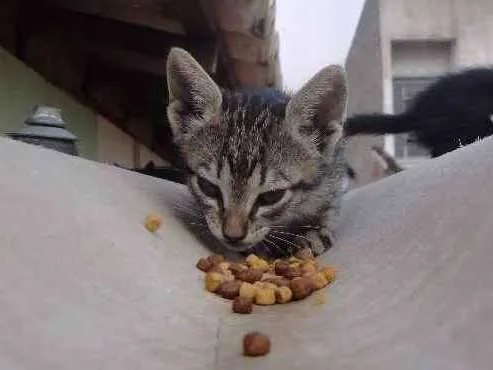 Gato ra a SRD idade Abaixo de 2 meses nome Sem nome