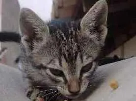 Gato raça SRD idade Abaixo de 2 meses nome Sem nome