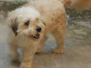Cachorro raça mistura de poodle idade 4 anos nome Lesse