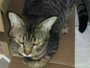 Gato raça Não sei idade 7 a 11 meses nome Nino