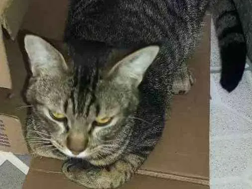 Gato ra a Não sei idade 7 a 11 meses nome Nino