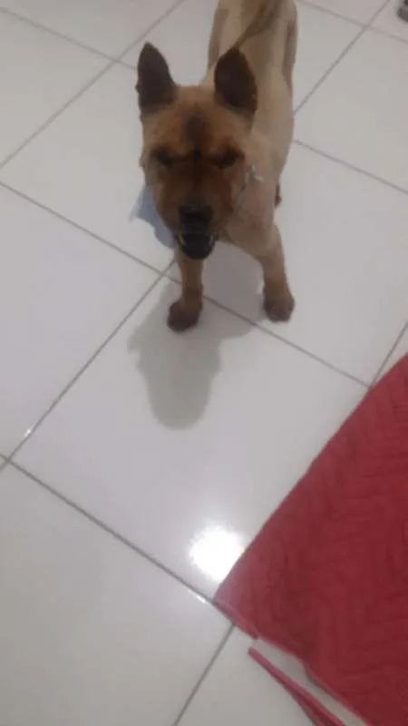 Cachorro ra a Chow Chow idade 1 ano nome sem nome