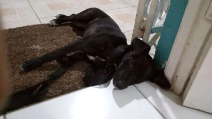 Cachorro ra a Vira Lata idade 2 a 6 meses nome Sem nome