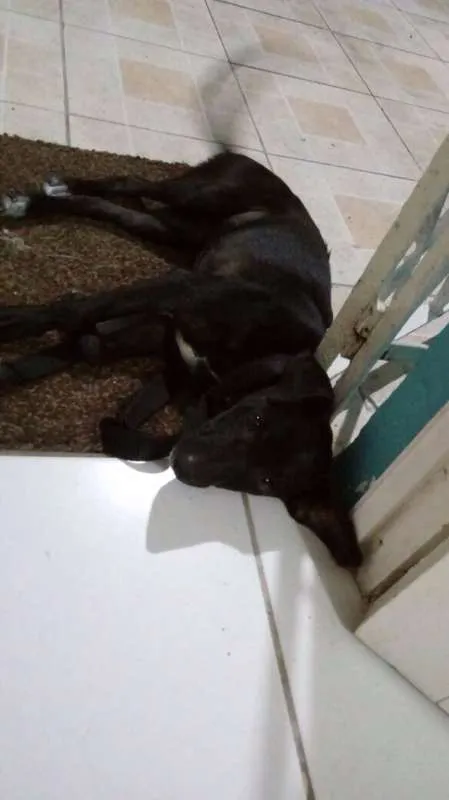 Cachorro ra a Vira Lata idade 2 a 6 meses nome Sem nome