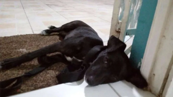 Cachorro ra a Vira Lata idade 2 a 6 meses nome Sem nome