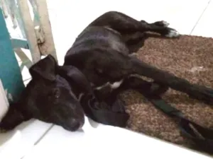Cachorro raça Vira Lata idade 2 a 6 meses nome Sem nome