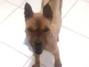 Cachorro raça Chow Chow idade 1 ano nome sem nome